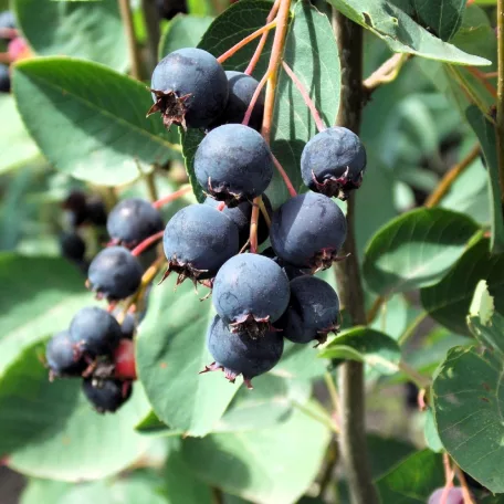 Fürtös fanyarka (mézalmácska) Amelanchier spicata K3 40/40