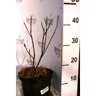 Fürtös fanyarka (mézalmácska) Amelanchier spicata K3 40/40