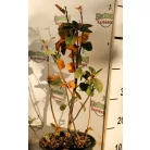 Fürtös fanyarka (mézalmácska) Amelanchier spicata K3 40/40
