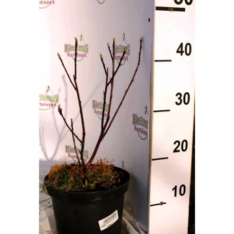 Fürtös fanyarka (mézalmácska) Amelanchier spicata K3 40/40