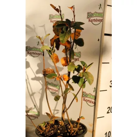 Fürtös fanyarka (mézalmácska) Amelanchier spicata K3 40/40
