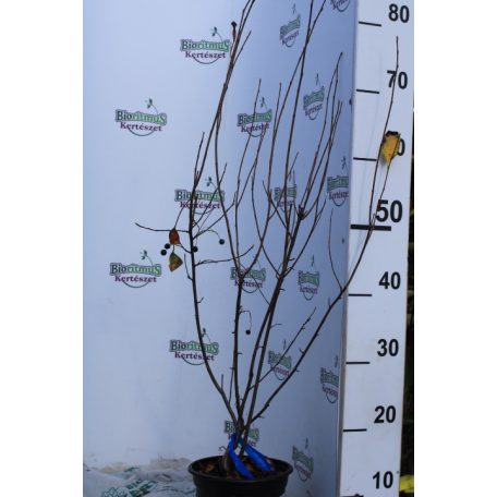 Fekete berkenye Aronia Prunifolia Hugin K2 30/40