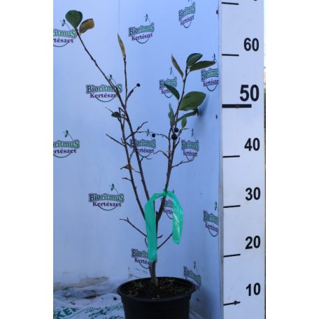 Fekete berkenye Aronia Prunifolia Nero K2 30/40