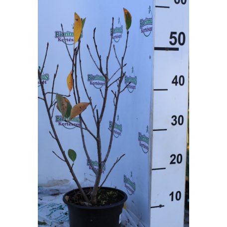 Fekete berkenye Aronia Prunifolia Viking K2 30/40