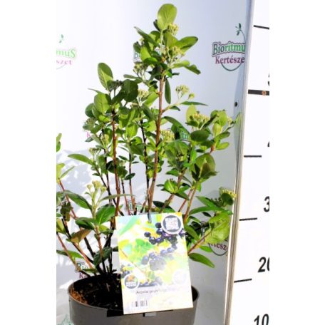 Fekete berkenye Aronia Prunifolia Viking  30/40