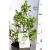 Fekete berkenye Aronia Prunifolia Viking  30/40