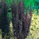 Oszlopos japán borbolya Berberis thunbergii 'Red Pillar' K2 30/40