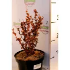 Oszlopos japán borbolya Berberis thunbergii 'Red Pillar' K2 30/40