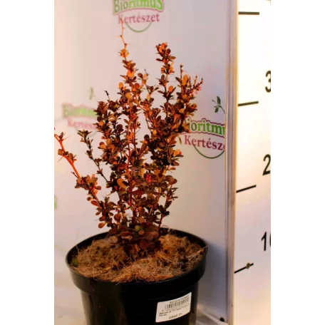 Oszlopos japán borbolya Berberis thunbergii 'Red Pillar' K2 30/40