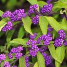 Kínai lilabogyó Callicarpa dichotoma 'Issai' K2 40/50