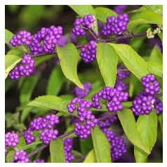   Kínai lilabogyó Callicarpa dichotoma 'Issai'  K2 40/50