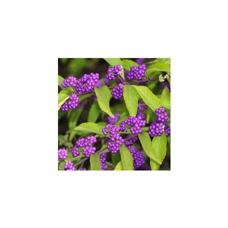 Kínai lilabogyó Callicarpa dichotoma 'Issai' K2 40/50