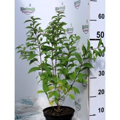   Kínai lilabogyó Callicarpa dichotoma 'Issai' K2 40/50