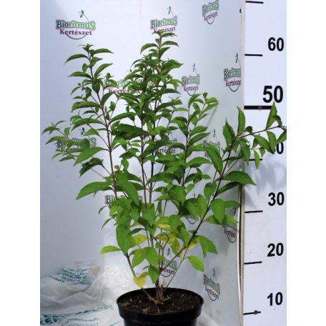 Kínai lilabogyó Callicarpa dichotoma 'Issai' K2 40/50