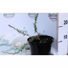 Japánbirs, Piros virágú japánbirs Chaenomeles superba Etna K2 20/30