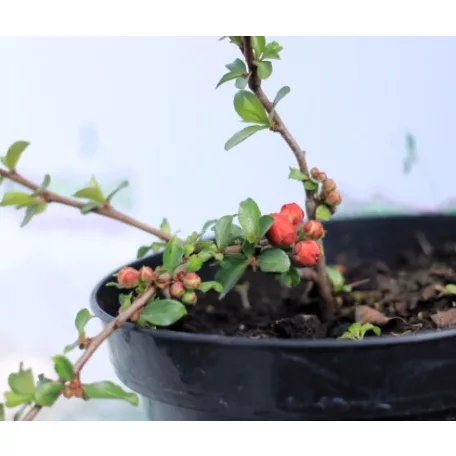Japánbirs, Piros virágú japánbirs Chaenomeles superba Etna K2 20/30