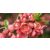 Japánbirs rózsaszín virágú Chaenomeles sup. Pink Lady K4 30/40