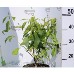 Vörös ágú fehér som Cornus alba Baton Rouge K3 40/50