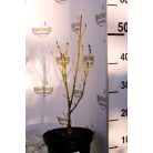 Sárgavesszejű som Cornus stolonifera 'Flaviramea' K3 40/+