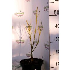   Sárgavesszejű som Cornus stolonifera 'Flaviramea' K3 40/+