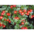 Szőnyegmadárbirs Cotoneaster dammeri 'Coral Beauty' K2 30/40