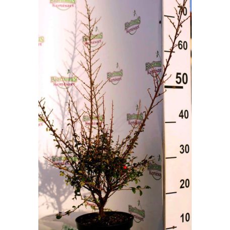 Szőnyegmadárbirs Cotoneaster dammeri 'Coral Beauty' K2 30/40
