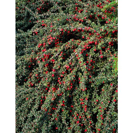 Apró levelű madárbirs Cotoneaster microphyllus K2 30/40