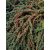 Apró levelű madárbirs Cotoneaster microphyllus K2 30/40