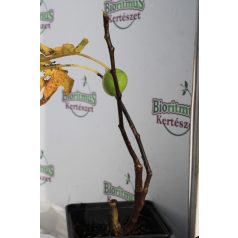 Szultán Füge Ficus Carica Sultana CS13 30/+