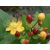 Bogyós orbáncfű Hypericum inodorum Magical Beauty  K2 30/40