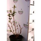 Bogyós orbáncfű Hypericum inodorum Magical Beauty K2 30/40