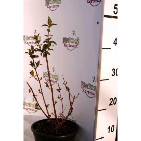 Bogyós orbáncfű Hypericum inodorum Magical Beauty K2 30/40