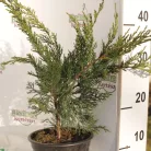 Zöld terülő boróka Juniperus 'Mint Julep' K2 30/40