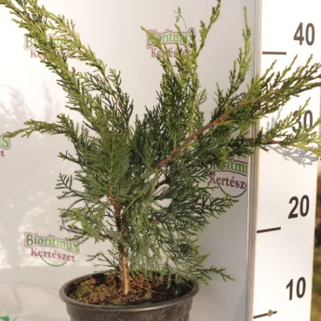 Zöld terülő boróka Juniperus 'Mint Julep' K2 30/40