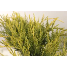   Óarany terülő boróka Juniperus media 'Old Gold' K3 20/30