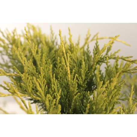 Óarany terülő boróka Juniperus media 'Old Gold' K3 20/30