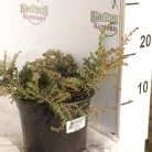 Közönséges terülő boróka Juniperus communis 'Green Carpet' K2 20/30