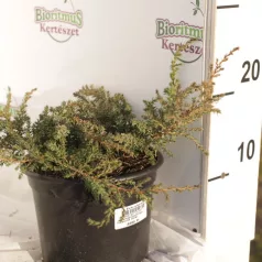   Közönséges terülő boróka Juniperus communis 'Green Carpet' K2 20/30