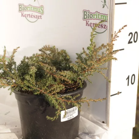 Közönséges terülő boróka Juniperus communis 'Green Carpet' K2 20/30