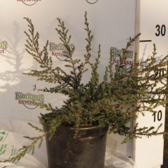   Közönséges boróka Juniperus communis 'Repanda'  K2 20/30