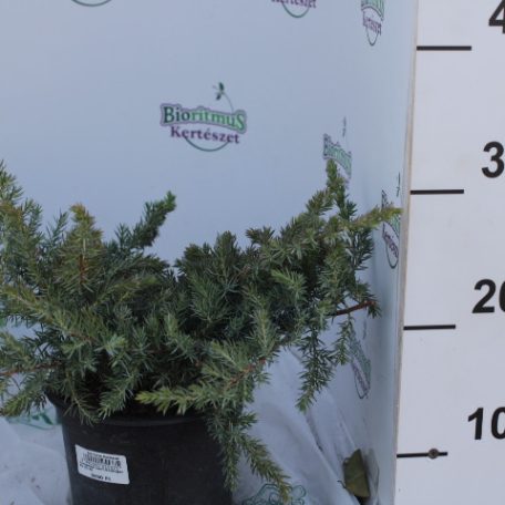 Terülő fövenyboróka Juniperus conferta 'Schlager'  K2 30/40