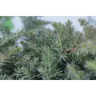 Terülő fövenyboróka Juniperus conferta 'Schlager' K3 30/40
