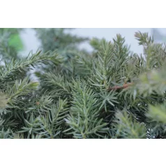   Terülő fövenyboróka Juniperus conferta 'Schlager' K3 30/40