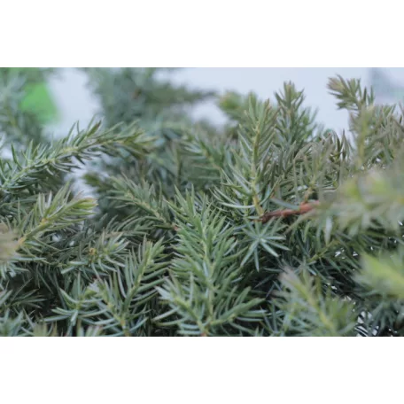 Terülő fövenyboróka Juniperus conferta 'Schlager' K3 30/40