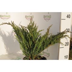   Acélkék levelű henyeboróka Juniperus horizontalis 'Andorra Compacta' K2 30/40