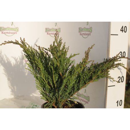 Acélkék levelű henyeboróka Juniperus horizontalis 'Andorra Compacta' K2 30/40