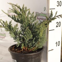   Kék terülő henyeboróka Juniperus horizontalis 'Blue Chip'  K2 20/30