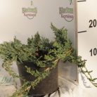 Henyeboróka Juniperus horizontalis 'Wiltonii' K2 20/30