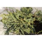 Henyeboróka Juniperus horizontalis 'Wiltonii' K2 20/30
