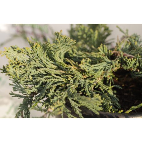 Henyeboróka Juniperus horizontalis 'Wiltonii' K2 20/30
